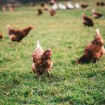 Poules
