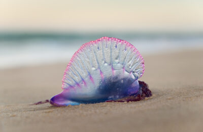 Présence de physalies