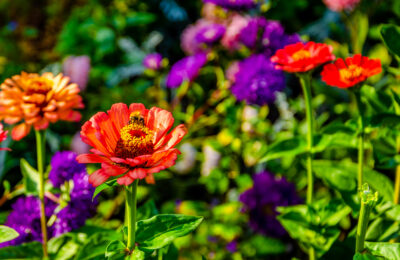 Jury concours Maisons et Jardins fleuris
